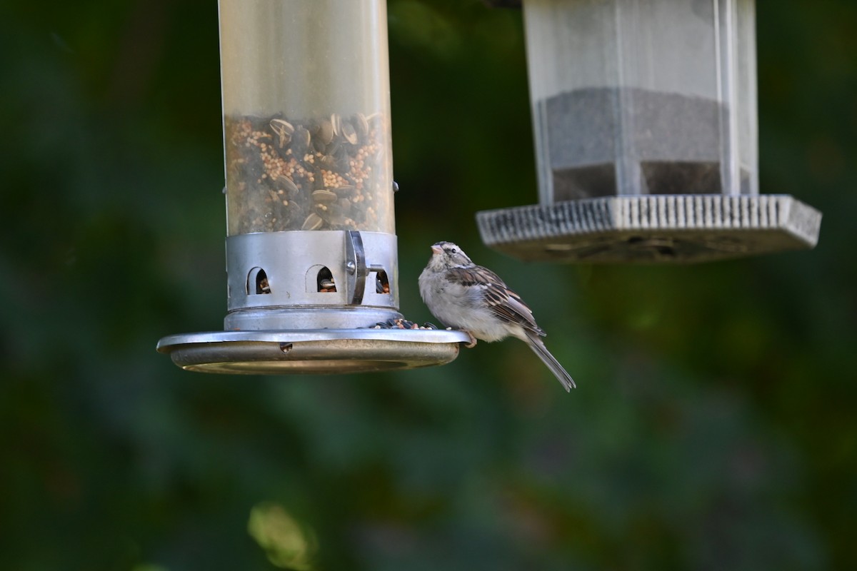 Chipping Sparrow - ML642726334