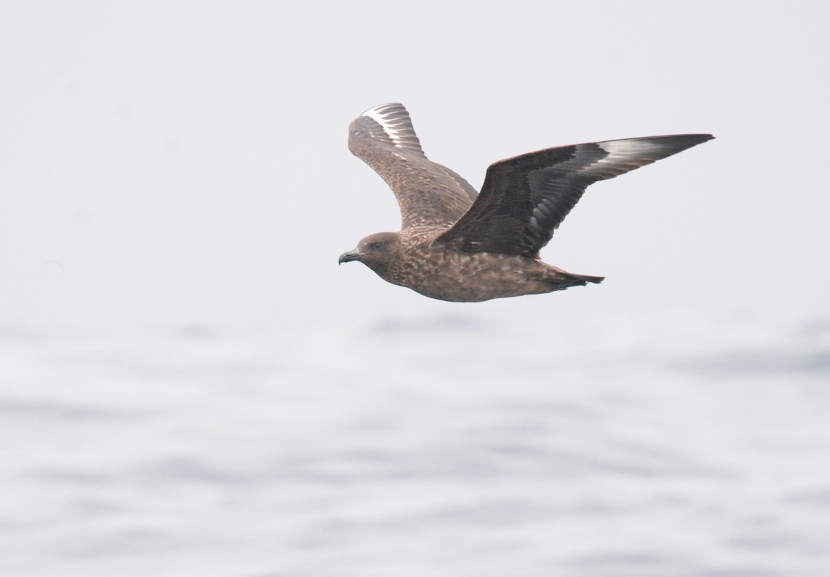 Great Skua - ML642726337
