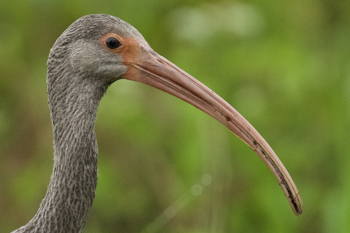 White Ibis - ML642726338