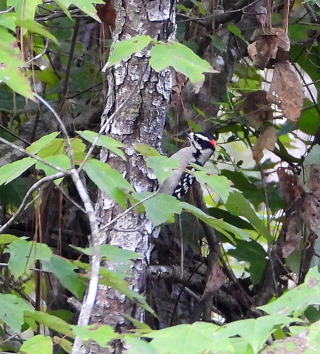 Downy Woodpecker - ML642726340