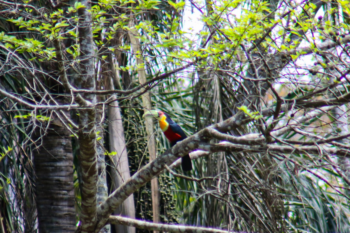 Red-breasted Toucan - ML642726341
