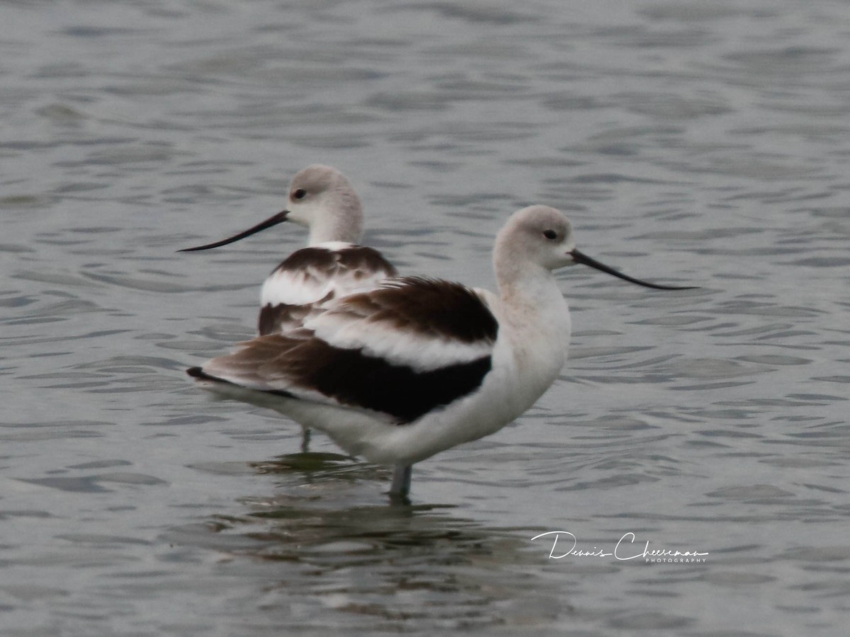 American Avocet - ML642726344