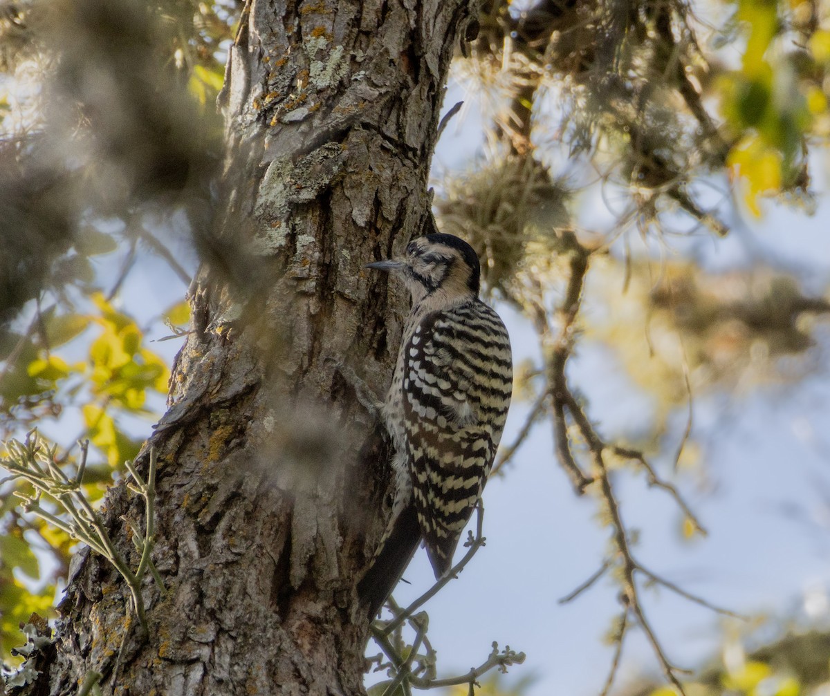 Ladder-backed Woodpecker - ML642726345
