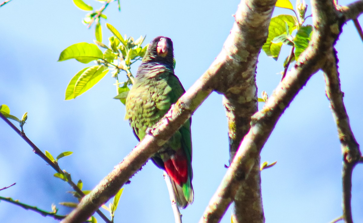 Scaly-headed Parrot - ML642726346