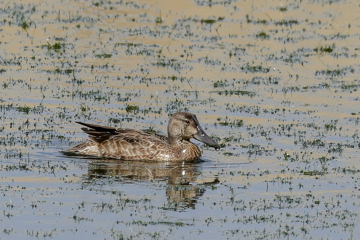 Blue-winged Teal - ML642726348