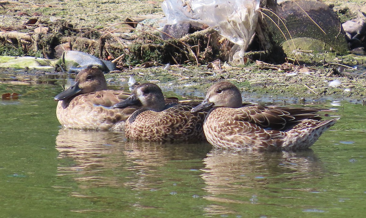 Blue-winged Teal - ML642726349