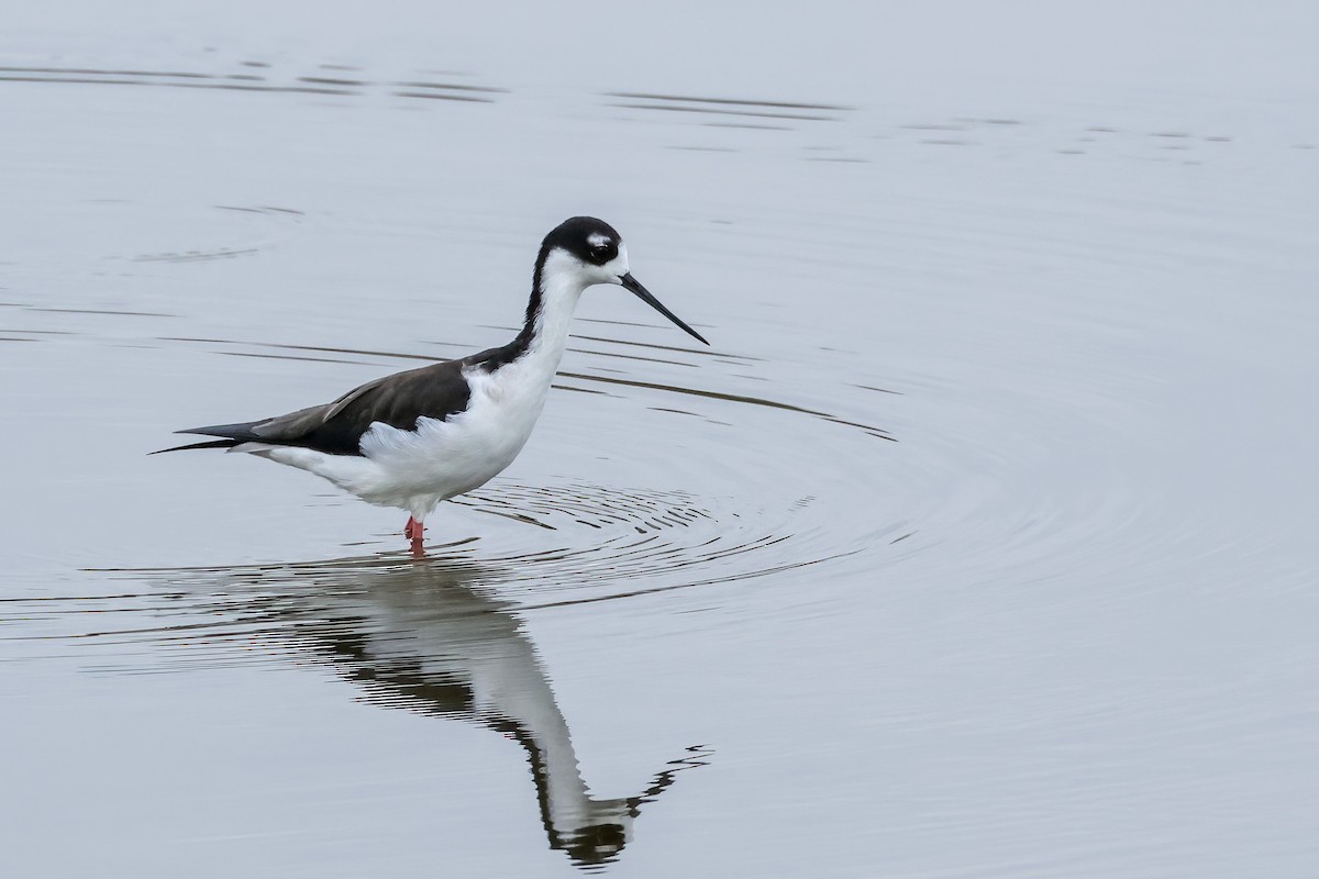 Black-necked Stilt - ML642726350