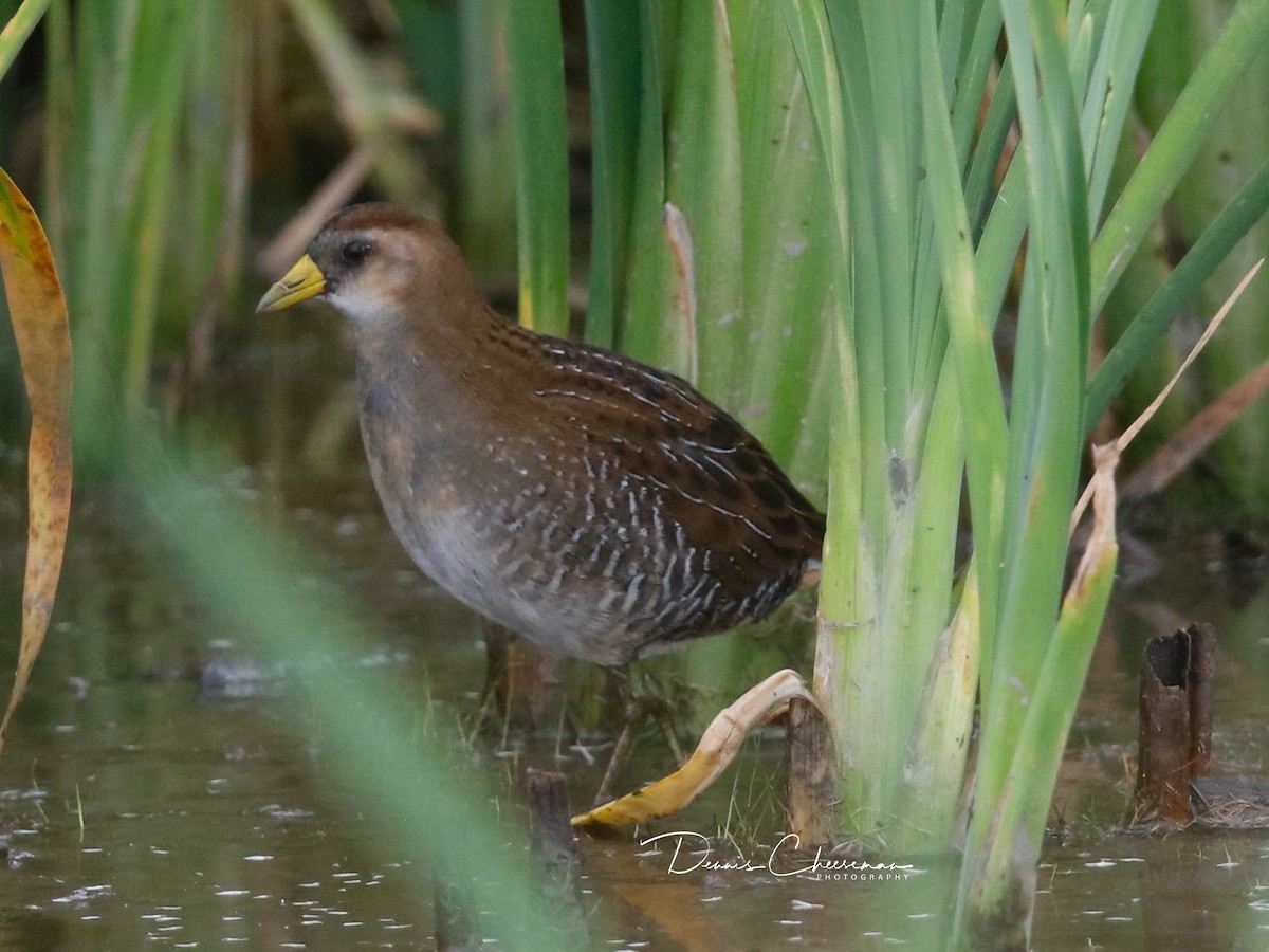 Sora - ML642726354