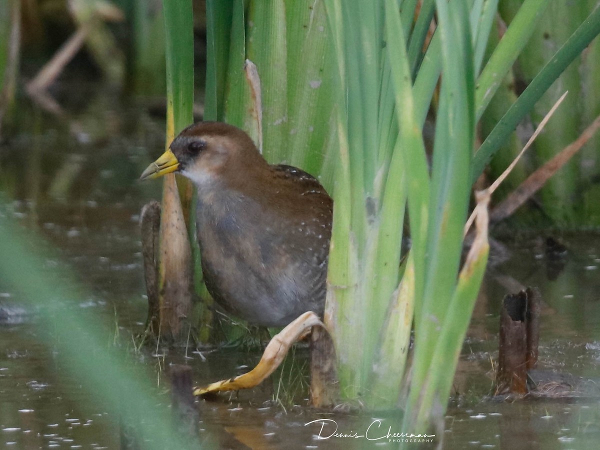 Sora - ML642726355