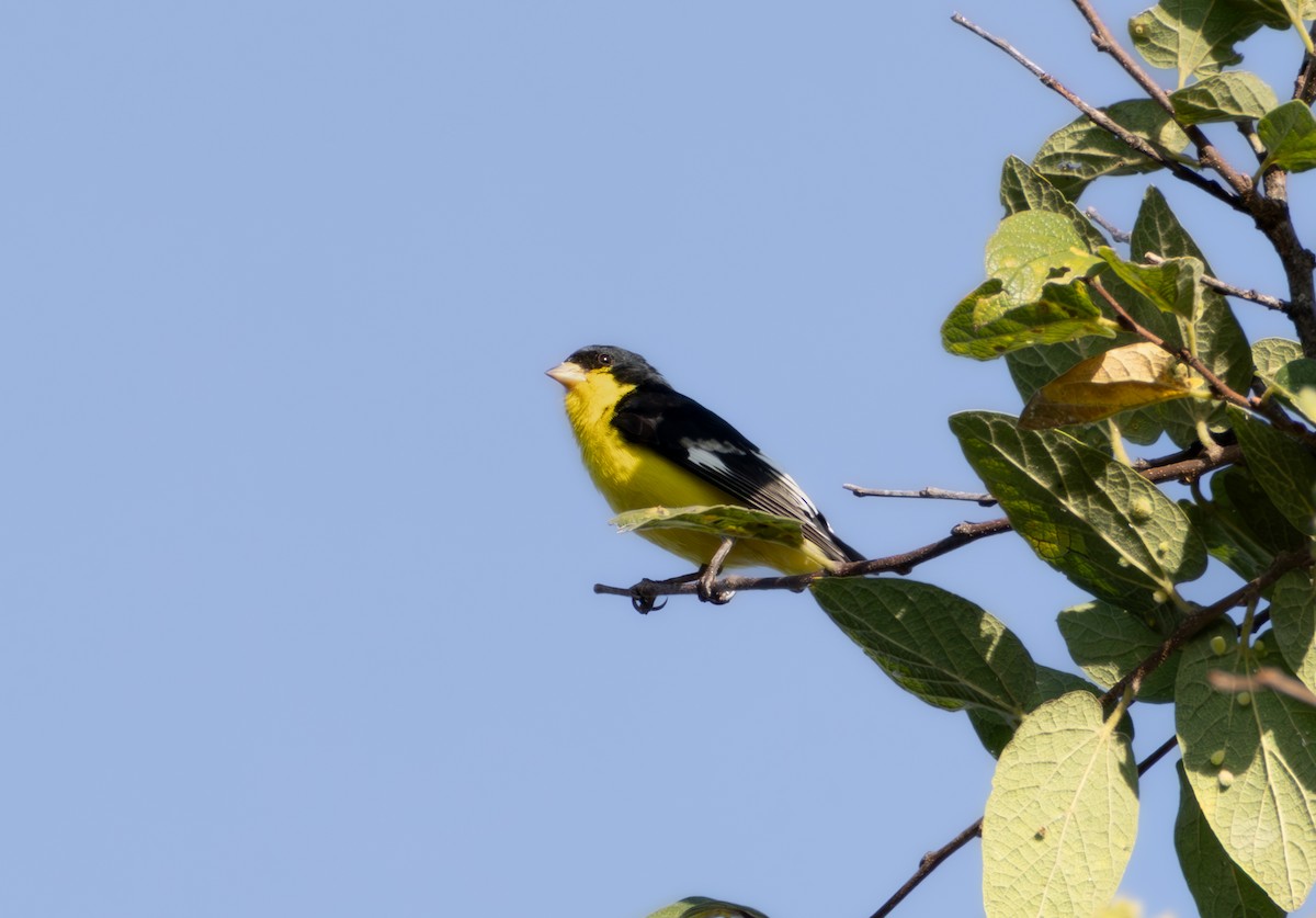 Lesser Goldfinch - ML642726357