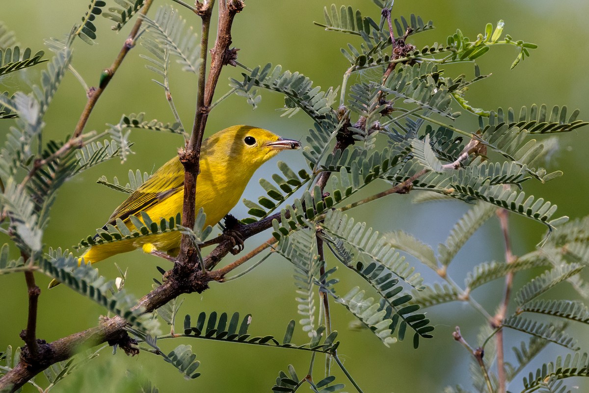 Yellow Warbler - ML642726358