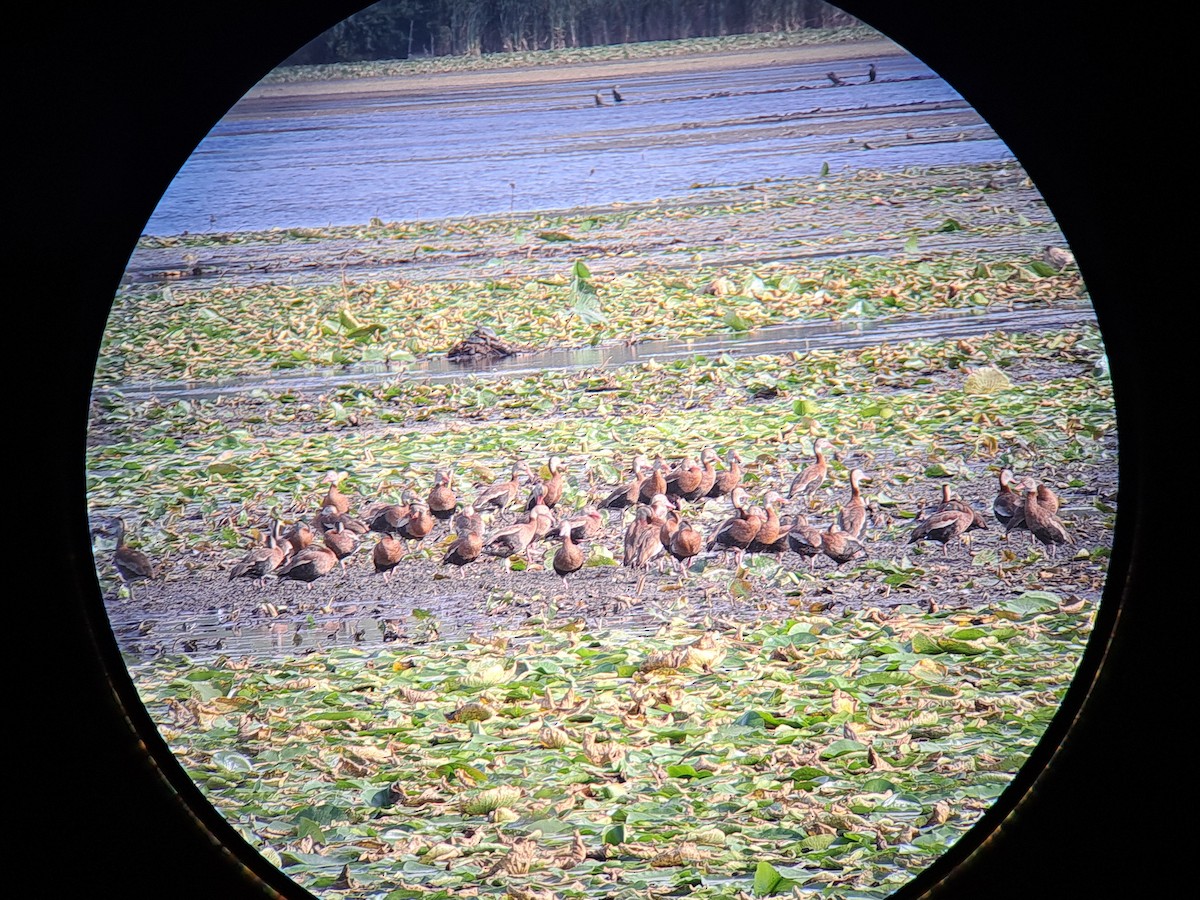 Black-bellied Whistling-Duck - ML642726362
