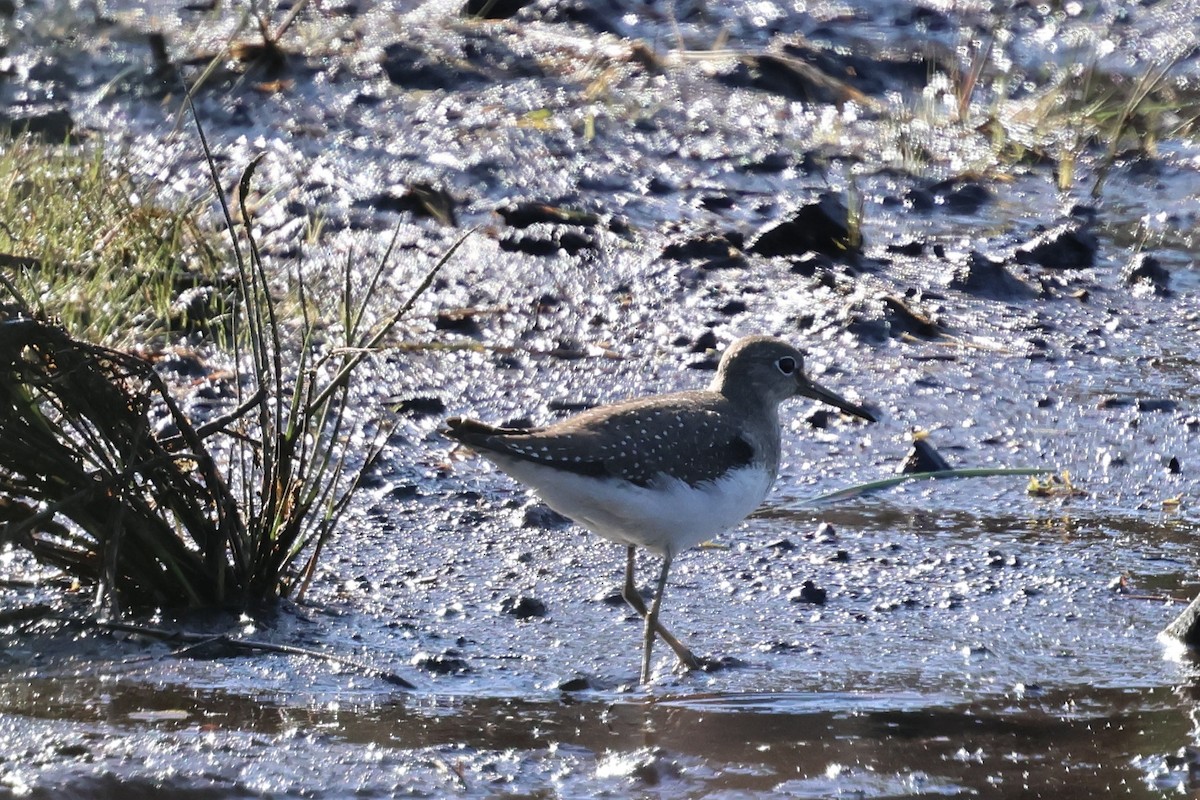 Solitary Sandpiper - ML642726368