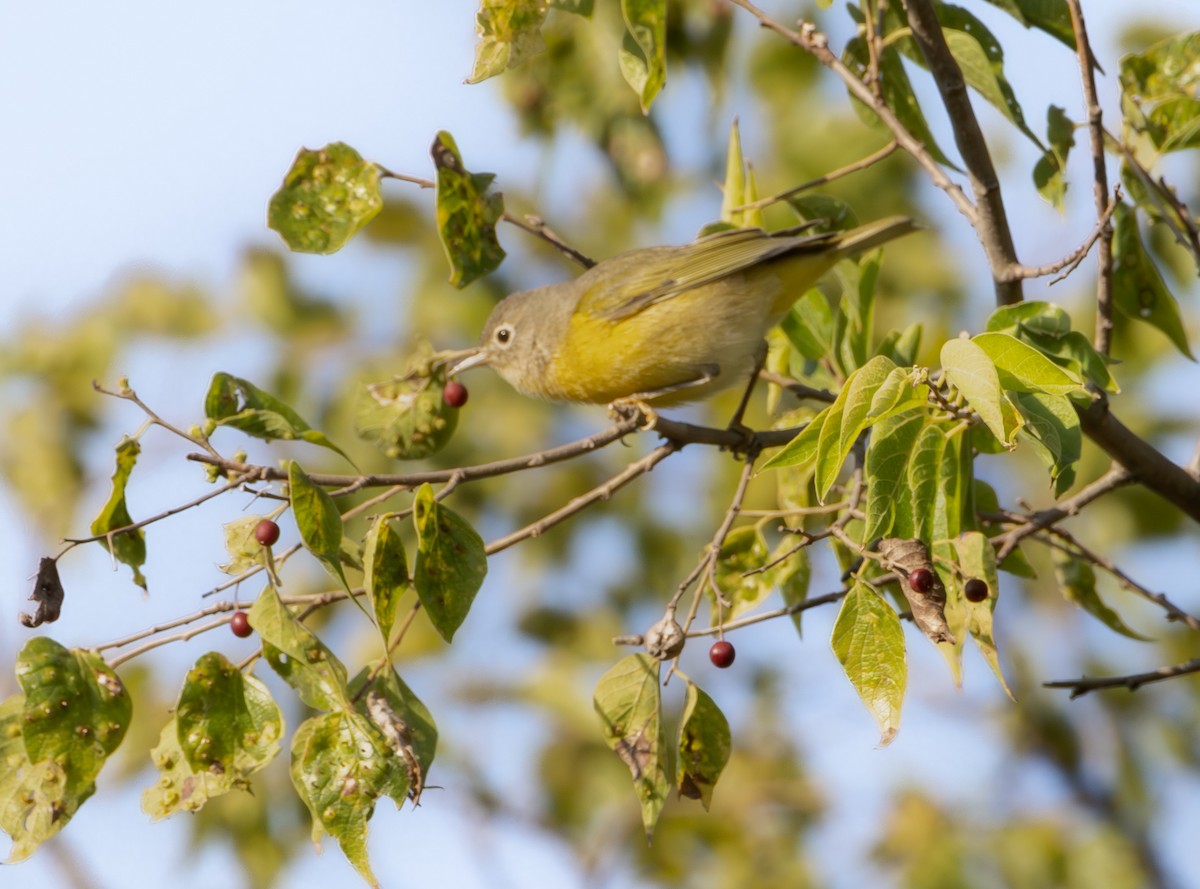 Nashville Warbler - ML642726370