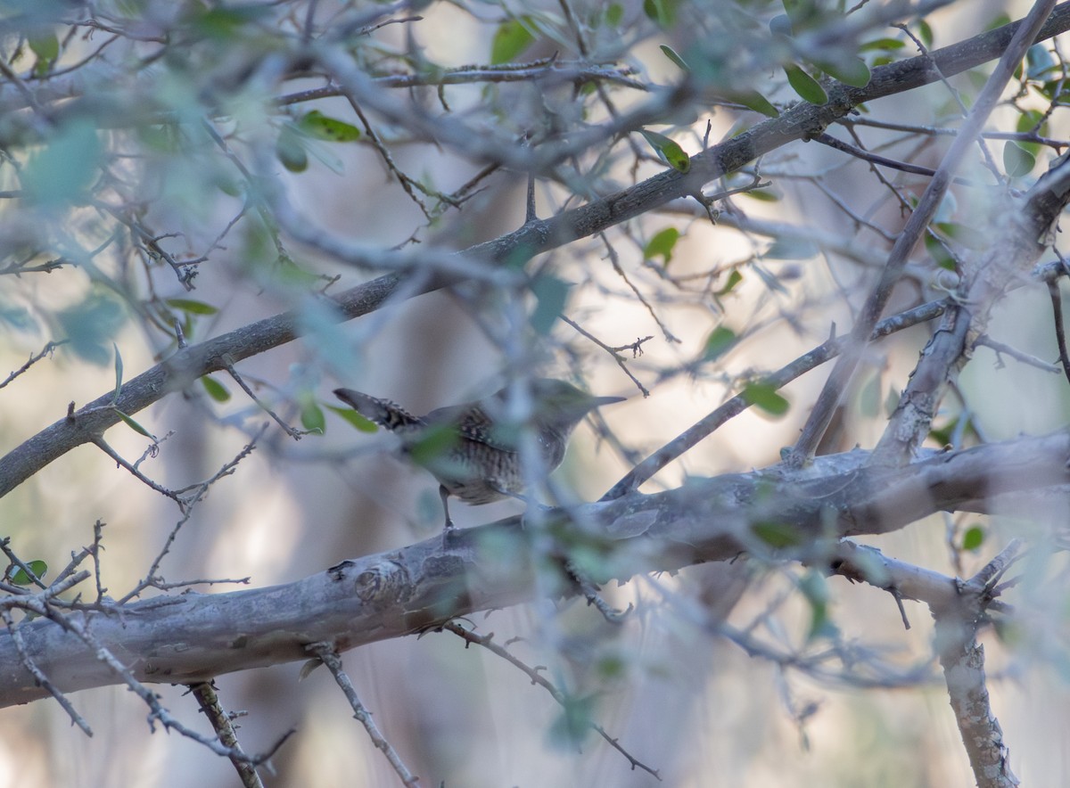 Northern House Wren - ML642726388