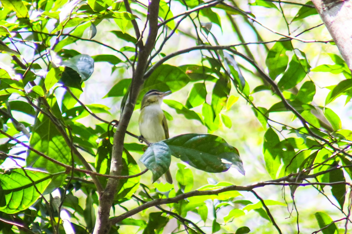 Chivi Vireo - ML642726389