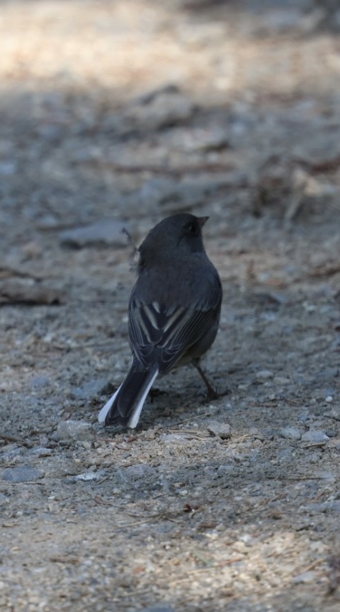 Dark-eyed Junco (Slate-colored) - ML642726392