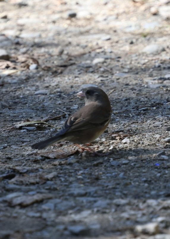 Dark-eyed Junco (Slate-colored) - ML642726393