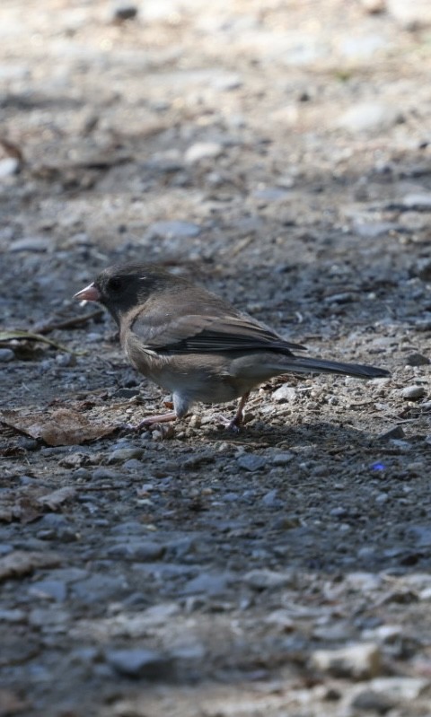 Dark-eyed Junco (Slate-colored) - ML642726394
