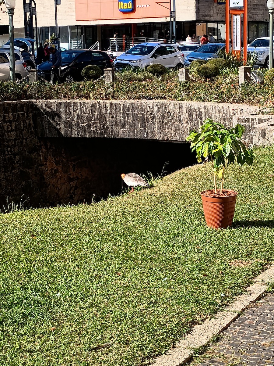 Buff-necked Ibis - ML642726395