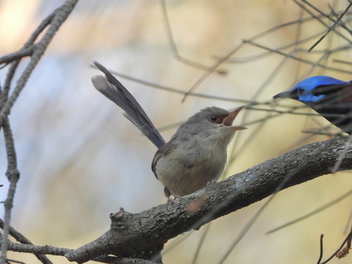 Variegated Fairywren - ML642726399