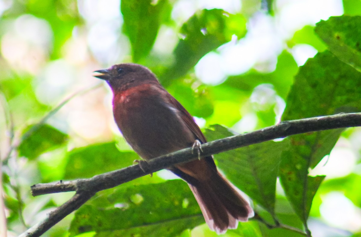 Red-crowned Ant-Tanager (Red) - ML642726400
