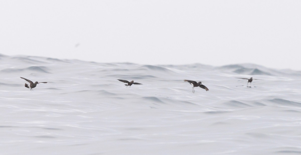 Uccello delle tempeste di Wilson - ML642726402