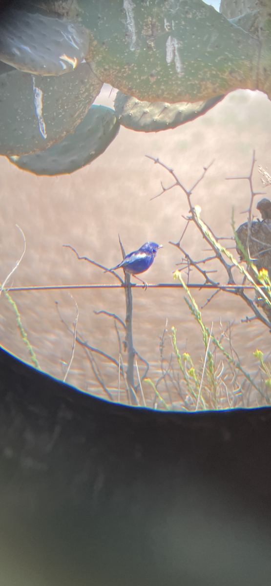 White-winged Fairywren - ML642726409