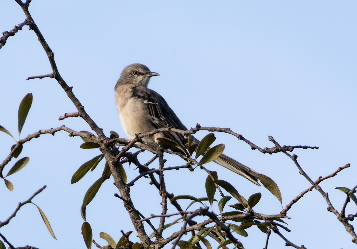 Northern Mockingbird - ML642726410