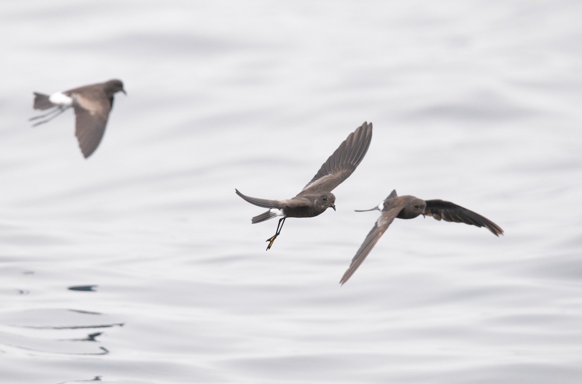 Uccello delle tempeste di Wilson - ML642726411