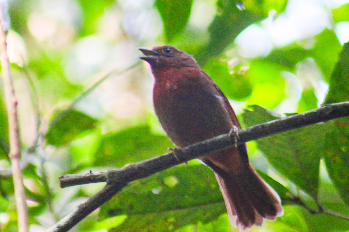 Red-crowned Ant-Tanager (Red) - ML642726412