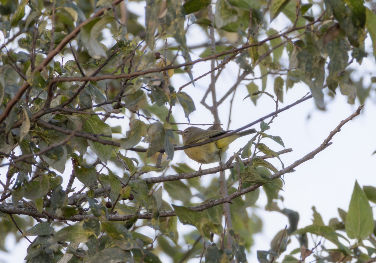 Orange-crowned Warbler - ML642726415