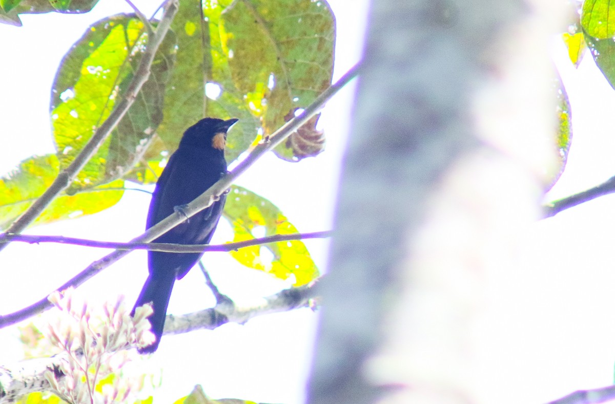 Flame-crested Tanager (Flame-crested) - ML642726423
