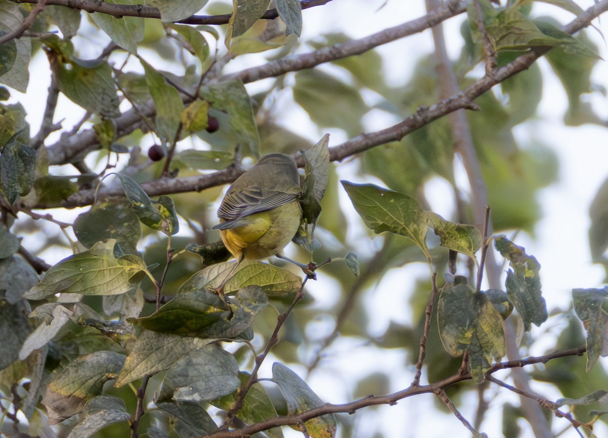 Orange-crowned Warbler - ML642726433