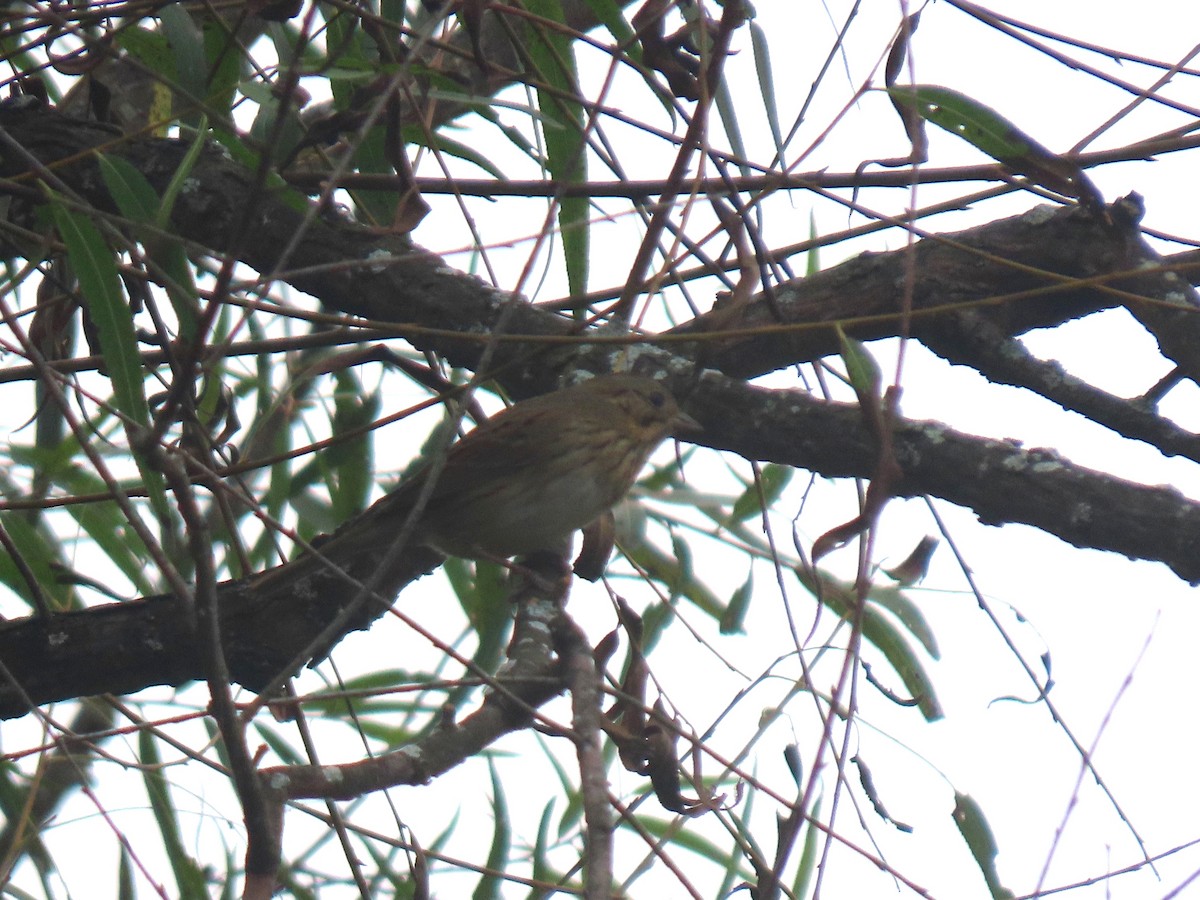 Lincoln's Sparrow - ML642726438