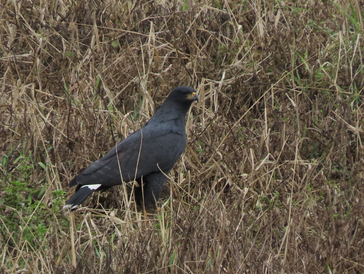 Great Black Hawk - ML642726443