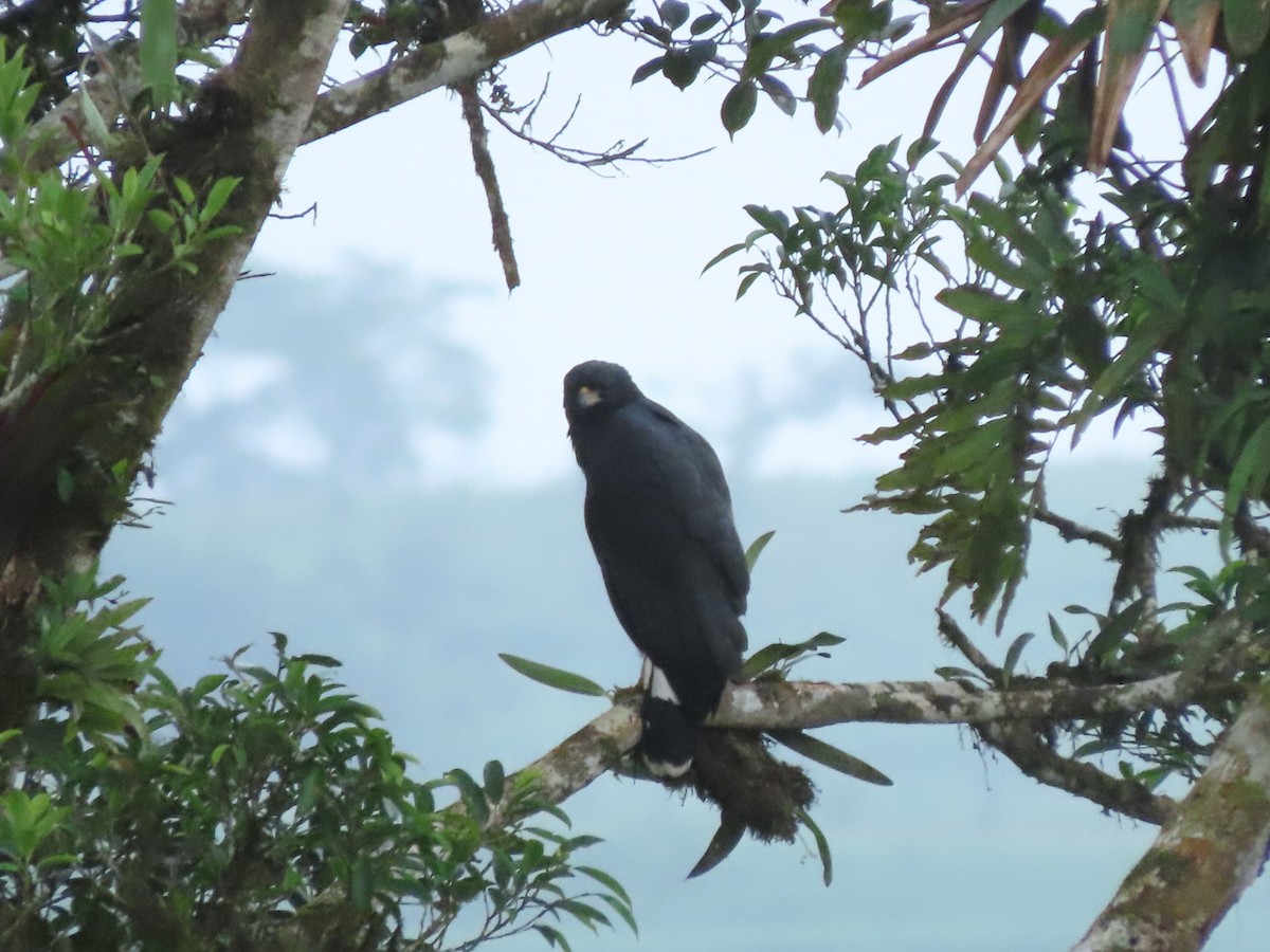 Great Black Hawk - ML642726444