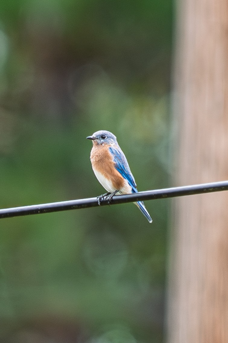 Eastern Bluebird - ML642726451