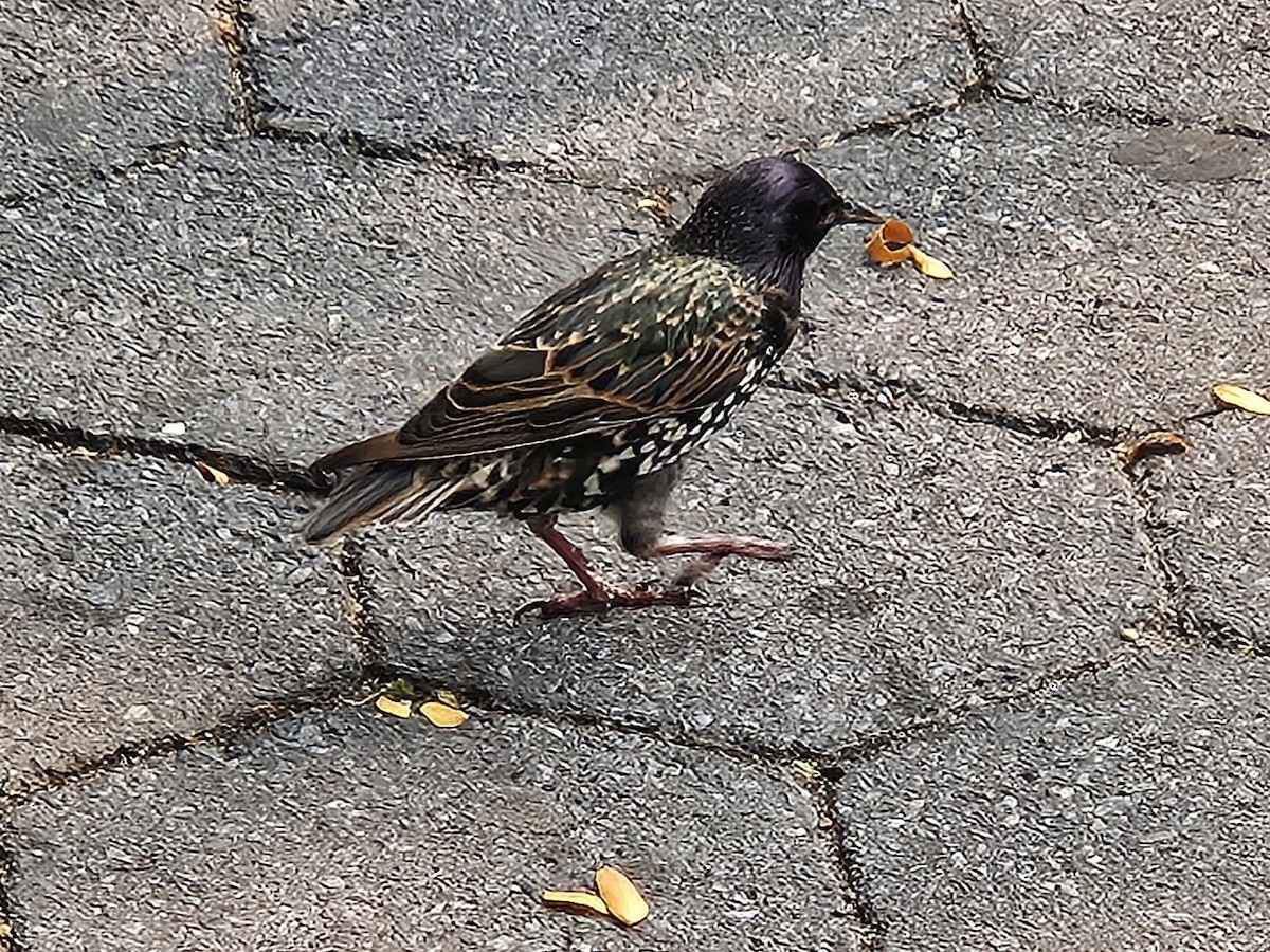 European Starling - ML642726455