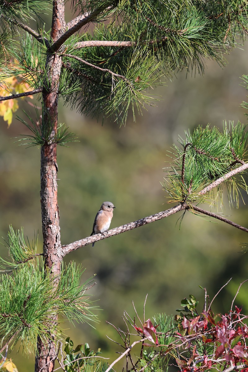 Eastern Bluebird - ML642726472