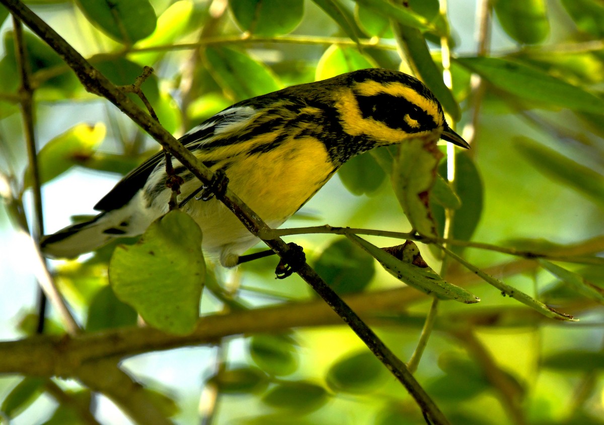 Townsend's Warbler - ML642726476
