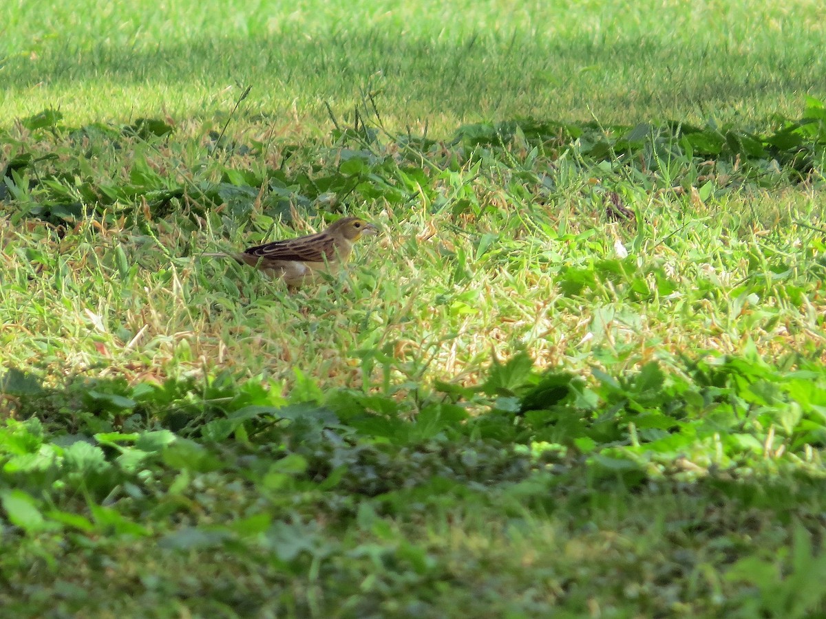 Dickcissel - ML642726494