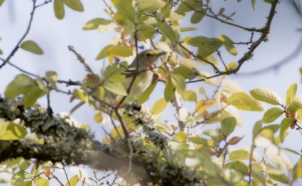 White-eyed Vireo - ML642726495