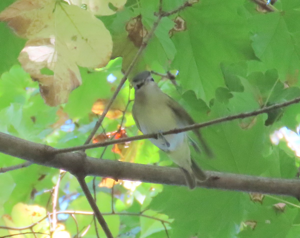 Red-eyed Vireo - ML642726534