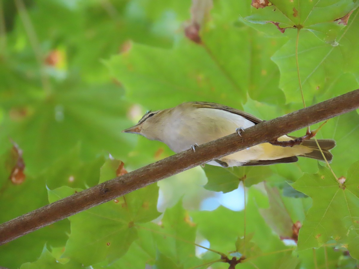 Red-eyed Vireo - ML642726535