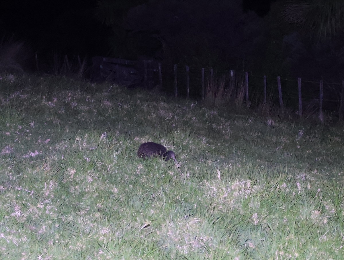 North Island Brown Kiwi - ML642726540