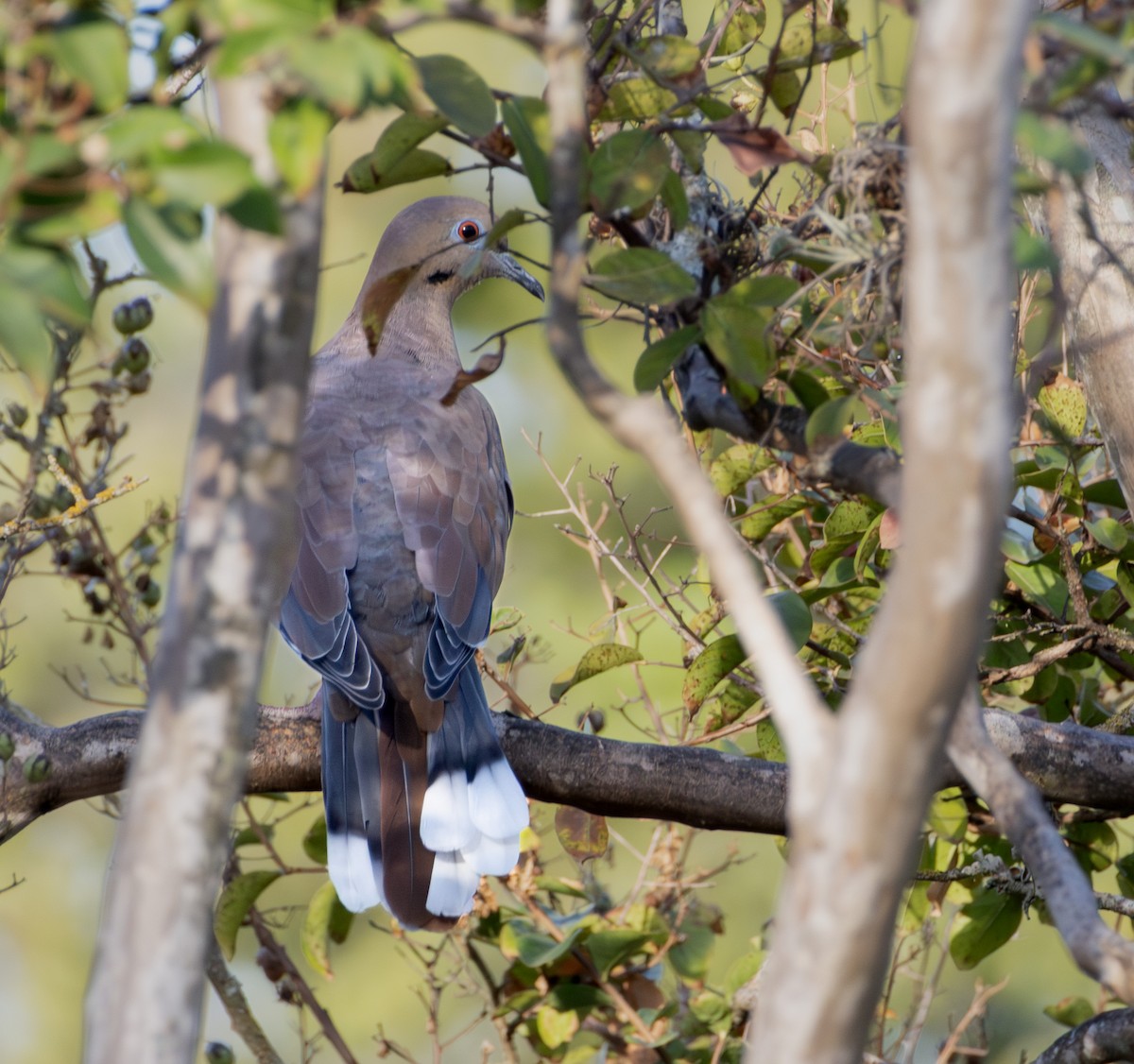 White-winged Dove - ML642726564