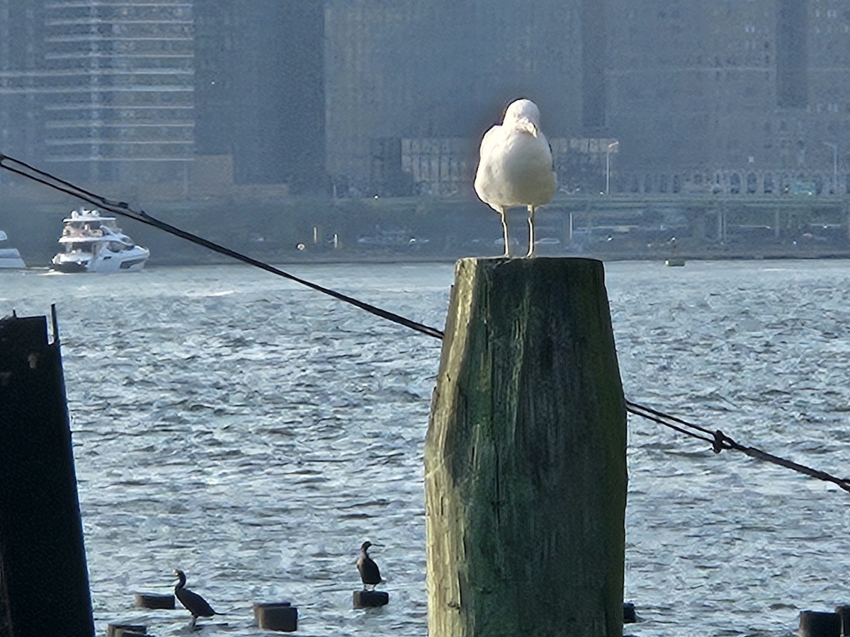 Ring-billed Gull - ML642726571