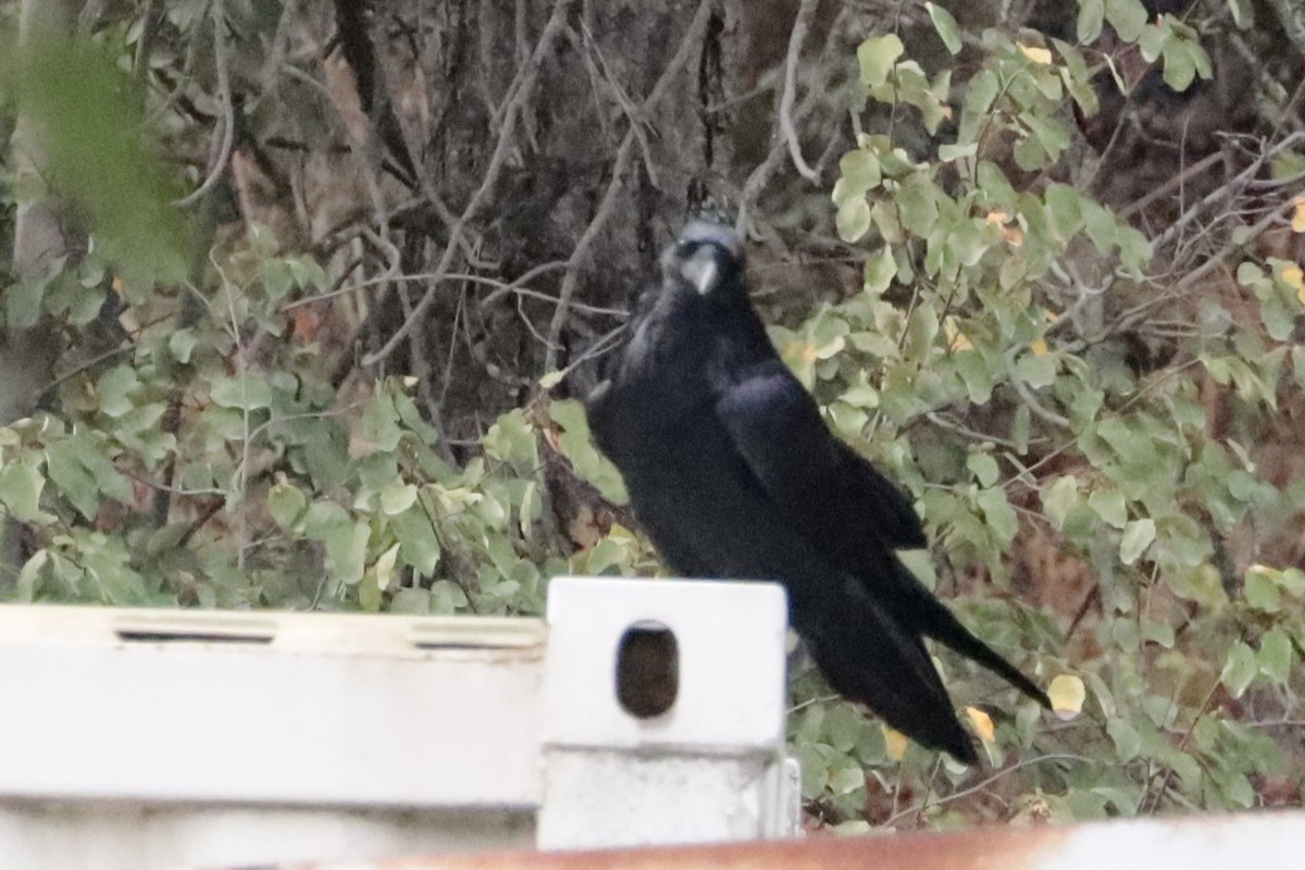 Common Raven - ML642726575
