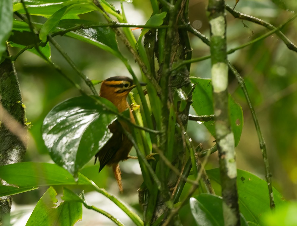 Black-capped Foliage-gleaner - ML642726586